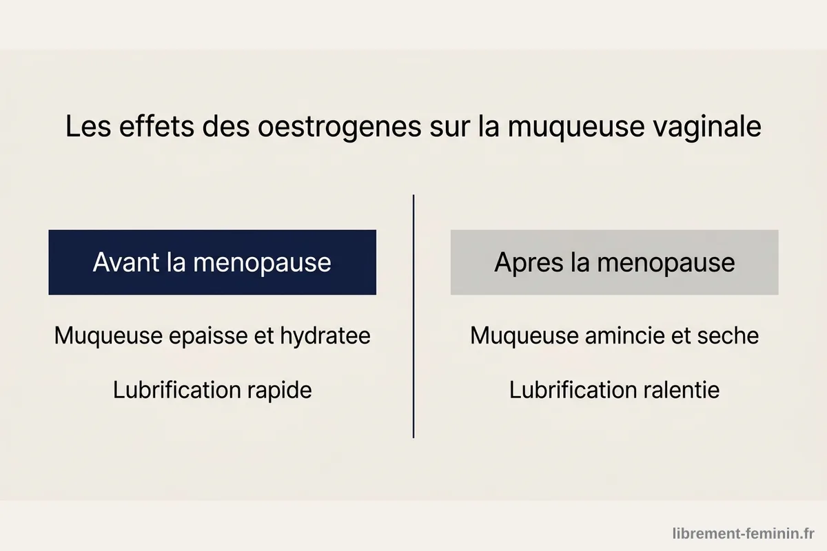 Oestrogènes et muqueuse vaginale à la ménopause Infographie comparant la muqueuse vaginale avant et après la ménopause selon le taux d'oestrogènes